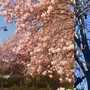 La fioritura di piazzale Facchinetti e a lato segnali di primavera vicino al campanile di Sant'Edoardo