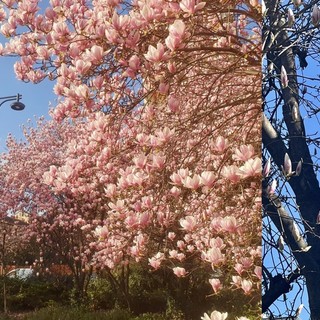 La fioritura di piazzale Facchinetti e a lato segnali di primavera vicino al campanile di Sant'Edoardo