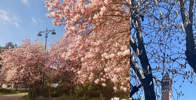 La fioritura di piazzale Facchinetti e a lato segnali di primavera vicino al campanile di Sant'Edoardo