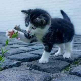 Oggi è la Festa del gatto: da protagonista nell'arte fino a star dei social, è sempre più un mondo a quattro zampe