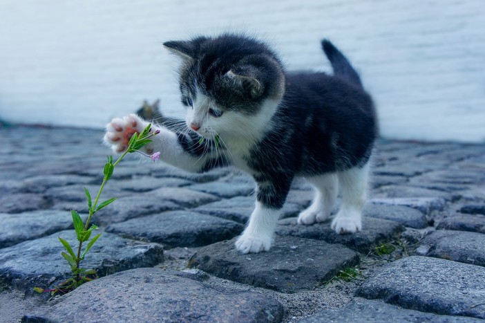 Oggi è la Festa del gatto: da protagonista nell'arte fino a star dei social, è sempre più un mondo a quattro zampe