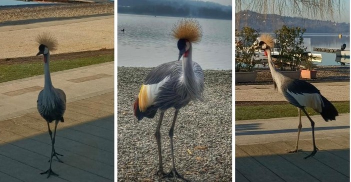 L'esemplare di Gru Coronata a passeggio alla Schiranna