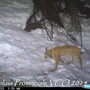 VIDEO. È tornata la lince sui monti della val d'Ossola: un filmato &quot;cattura&quot; lo splendido felino