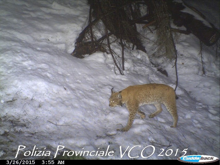 VIDEO. È tornata la lince sui monti della val d'Ossola: un filmato &quot;cattura&quot; lo splendido felino