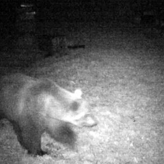 «Il mio amico orso M29. Ha visto l’uomo una volta in Val d'Ossola e, diffidente, se ne è andato. Per me è un mito»