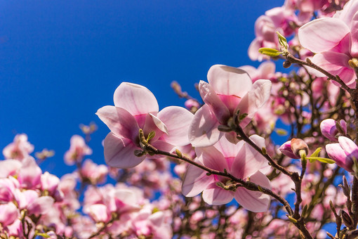 Sul Varesotto clima mite e asciutto nonostante qualche nuvola. Conto alla rovescia per la primavera