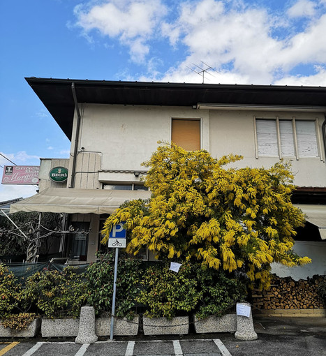 Anche quest'anno vedremo fiorire le mimose nella seconda metà di febbraio? (foto P. Valisa - CGP)