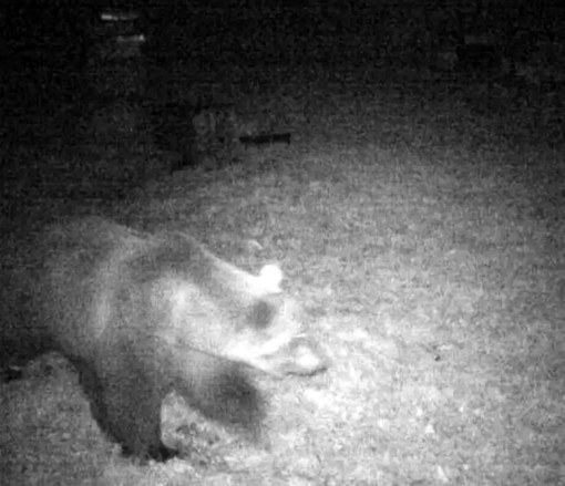 «Il mio amico orso M29. Ha visto l’uomo una volta in Val d'Ossola e, diffidente, se ne è andato. Per me è un mito»