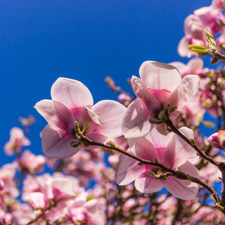 Sul Varesotto clima mite e asciutto nonostante qualche nuvola. Conto alla rovescia per la primavera