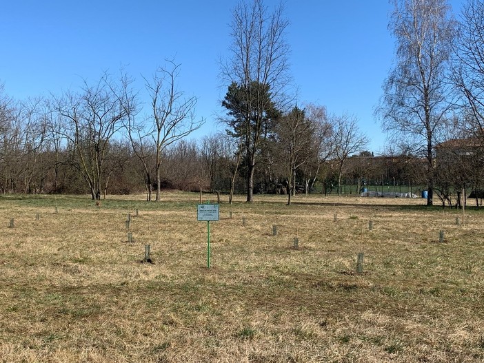 Busto, nuovi alberi per i nuovi nati: confermata la piantumazione in programma domenica