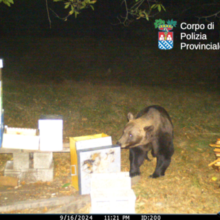 VIDEO e FOTO. Ecco i movimenti dell'orso del Verbano Cusio Ossola ripresi dalle telecamere