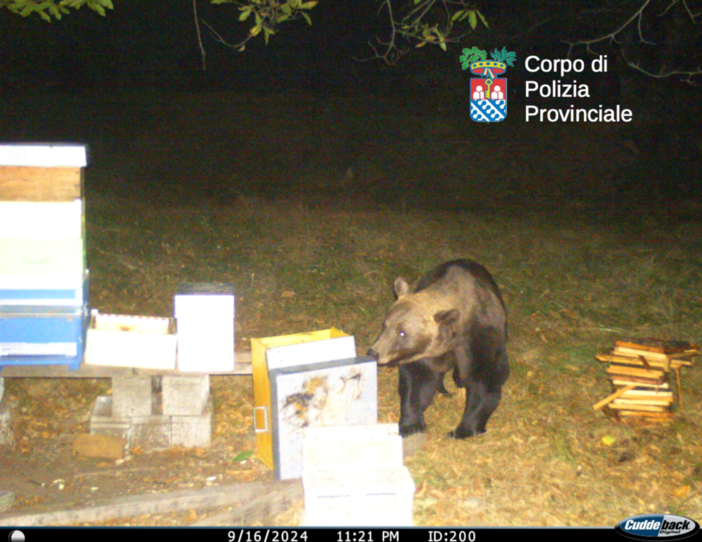 VIDEO e FOTO. Ecco i movimenti dell'orso del Verbano Cusio Ossola ripresi dalle telecamere