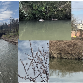 VIDEO.  L'Olona dopo la piena. Ovvero la pace che inizia a sussurrare la primavera