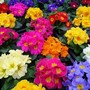 Primula day questo weekend e il prossimo per la 47esima “Giornata per la vita”