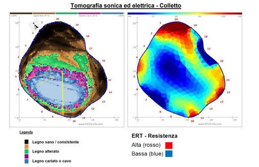 L'indagine al termografo del cedro di viale Aguggiari: a sinistra i colori viola e blu testimoniano la presenza di legno privo di consistenza meccanica, in corrispondenza di una carie in fase avanzata, e il verde l'avanzamento del fungo.  A destra il blu indica la presenza di legno alterato o cavo