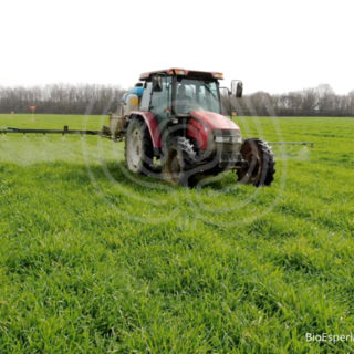 BioDea una soluzione concreta per la coltivazione del grano