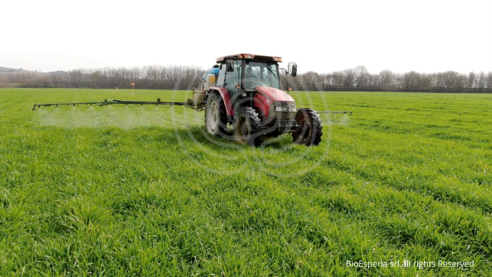 BioDea una soluzione concreta per la coltivazione del grano