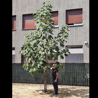 Tallarida con la paulownia piantata davanti al municipio di Busto. Sotto, l'Apecar del consigliere comunale