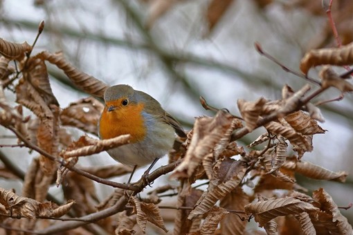 LE NOSTRE LETTERE DI NATALE. Io, ventenne, grata per le esperienze vissute quest'anno voglio seguire i miei sogni. E ho un pensiero speciale per chi soffre in questo periodo natalizio