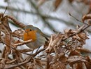 LE NOSTRE LETTERE DI NATALE. Io, ventenne, grata per le esperienze vissute quest'anno voglio seguire i miei sogni. E ho un pensiero speciale per chi soffre in questo periodo natalizio