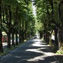 Viale dei Tigli