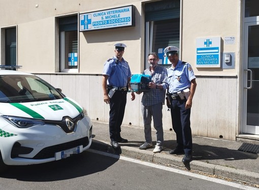 Gatto ferito, la Polizia locale di Busto “scorta” il proprietario fino al veterinario