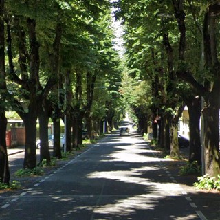 Viale dei Tigli